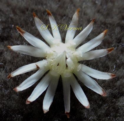   Corolla with hairs